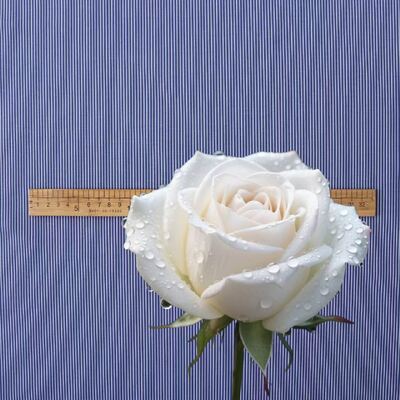 정장 유니폼 셔츠용 내구성 있는 면사 염색 스트라이프 원단 110gsm